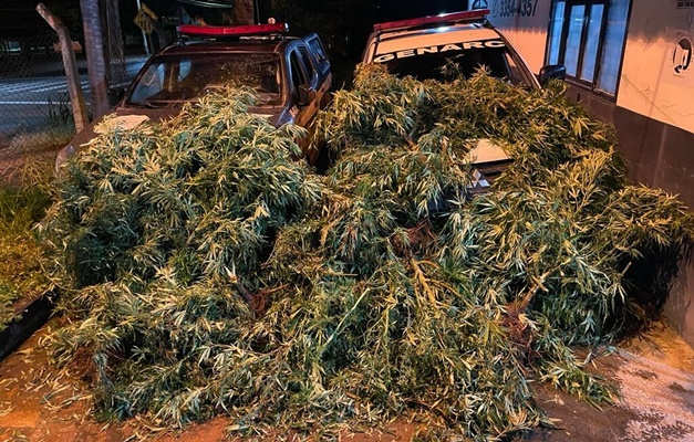 ​Polícia Civil apreende 100 pés de maconha em chácara de Niquelândia