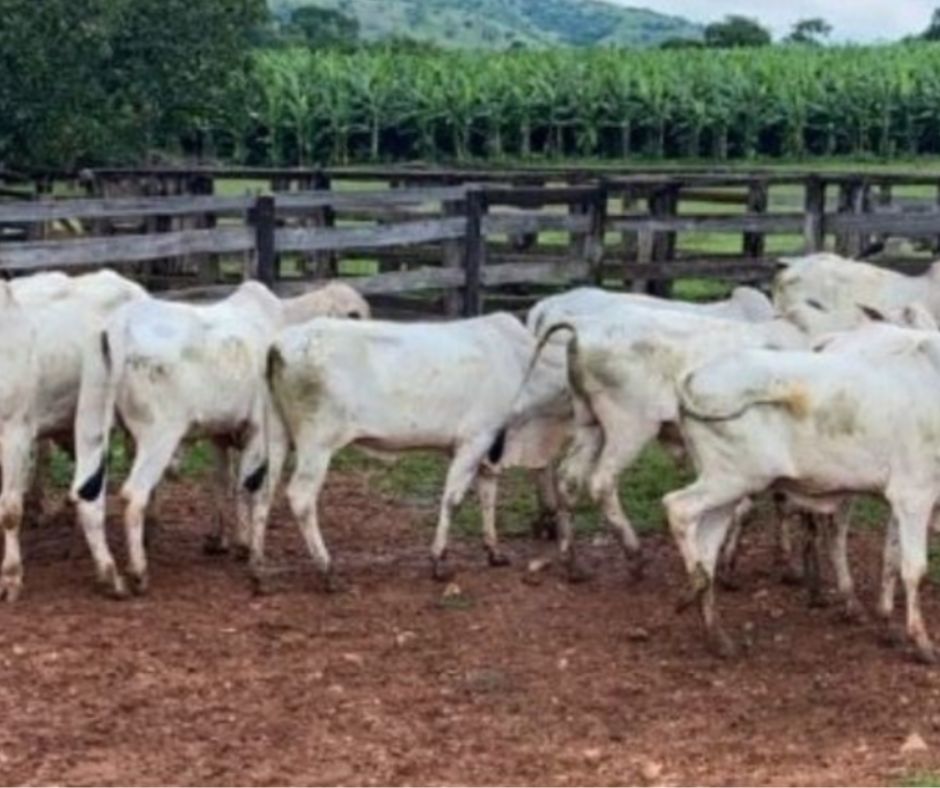 PM recupera gado furtado em Rubiataba